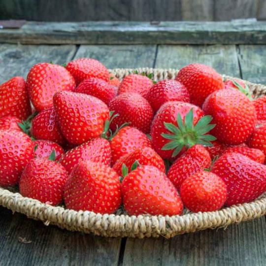 Клубника "МАГНУС" (6 шт.)