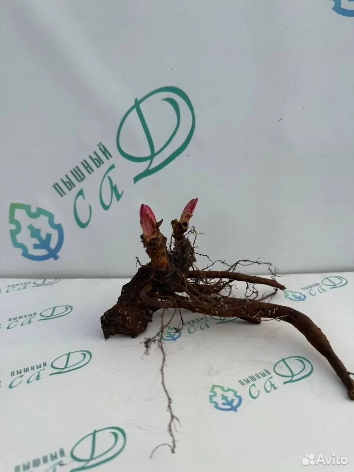 Пион "БЛЭК БЬЮТИ"